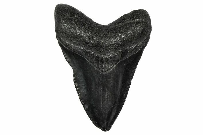 Juvenile Megalodon Tooth - South Carolina #340538